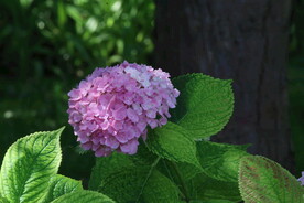 绣球花 