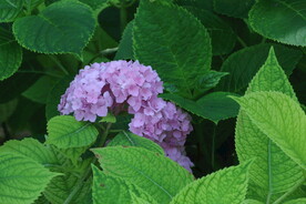 绣球花  