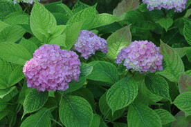 绣球花  