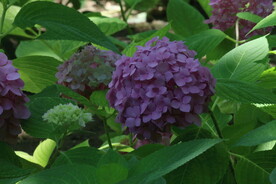 绣球花 