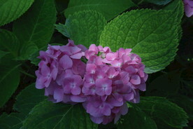 绣球花 