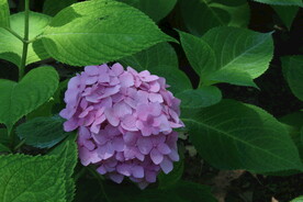 绣球花 