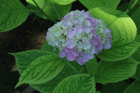 绣球花 