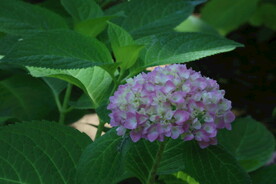 绣球花
