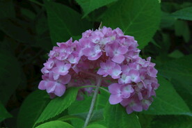 绣球花 