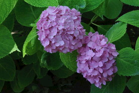 绣球花 