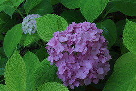 绣球花  