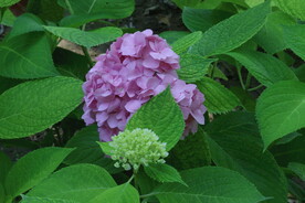 绣球花  