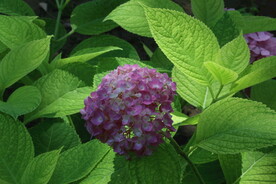 绣球花  