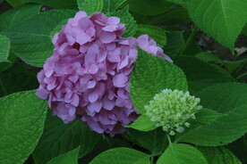 绣球花  