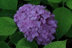 绣球花 