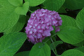 绣球花  