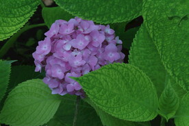 绣球花  