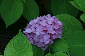 绣球花 