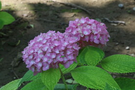 绣球花  