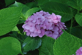 绣球花  