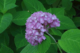 绣球花  