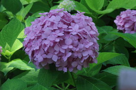 绣球花 