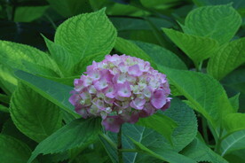 绣球花  