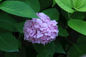 绣球花  