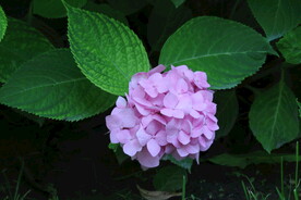 绣球花  