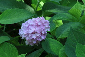 绣球花  
