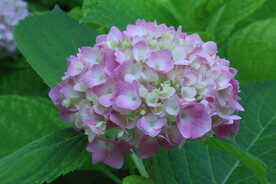 绣球花  
