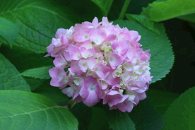 绣球花  