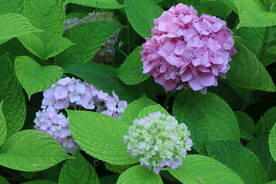 绣球花  