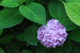 绣球花  