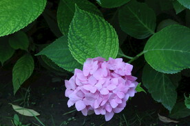 绣球花  