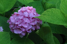 绣球花 