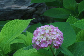 绣球花  