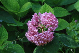 绣球花 
