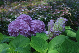 绣球花  