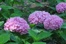 绣球花  