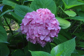 绣球花 
