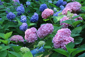 绣球花 