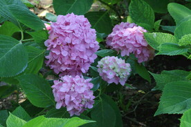 绣球花  