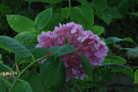 绣球花  