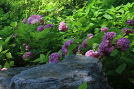 绣球花  