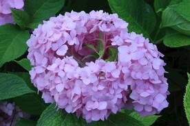 绣球花  