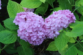 绣球花  