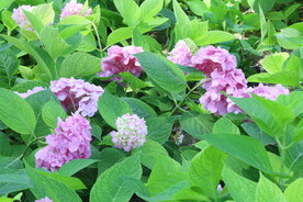 绣球花  