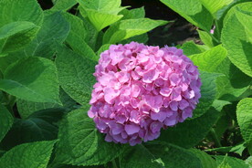 绣球花  