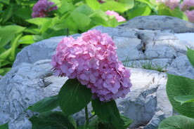 绣球花 