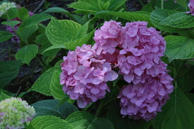 绣球花 
