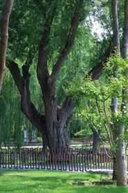 公园风景 
