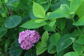 绣球花  