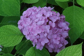 绣球花  